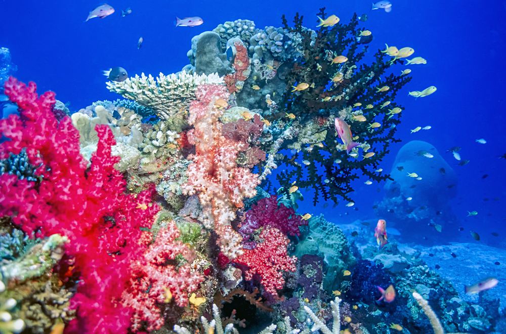 10 raisons de visiter la Polynésie lors de vos vacances dans le Pacifique Sud 4