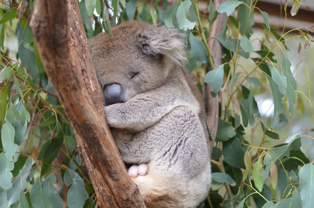 10 superbes sorties à Melbourne pour vos vacances en Australie 8