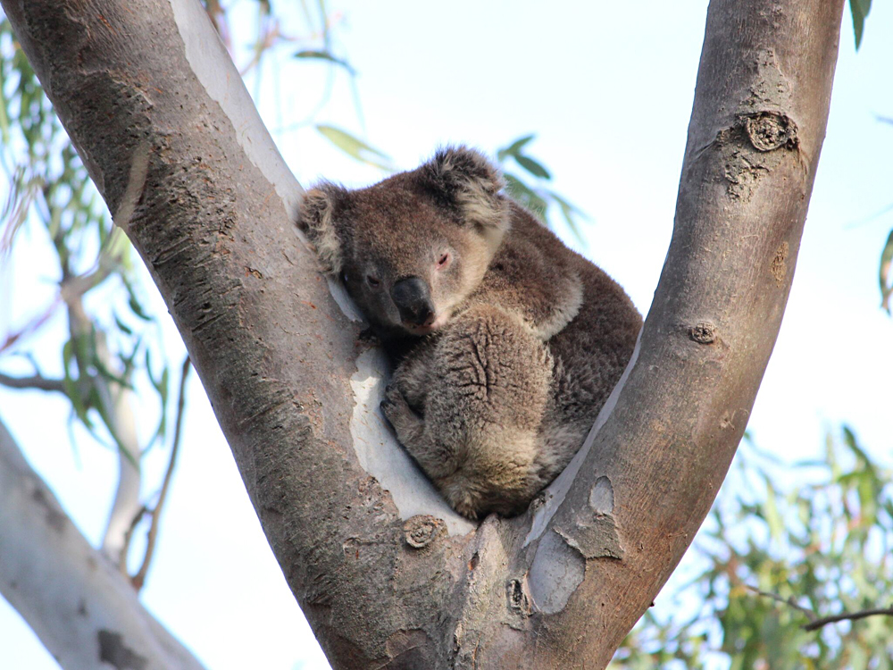 25 faits sur les koalas pour la Journée du koala sauvage 3