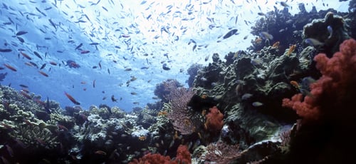 5 raisons pour lesquelles les Fidji sont une parfaite escapade hivernale 2