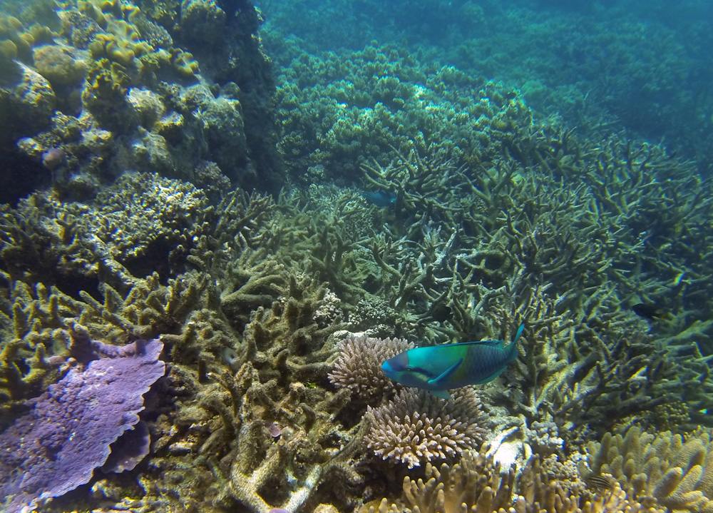 À quoi s'attendre lors d'un voyage à l'extérieur de la Grande Barrière de Corail ? 1