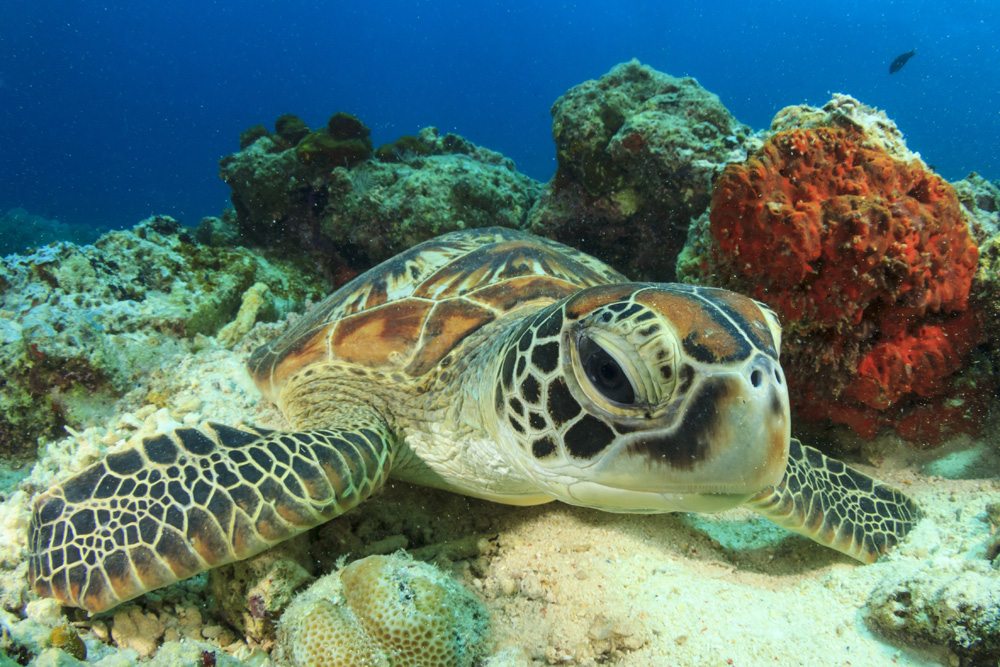 À quoi s'attendre lors d'un voyage à l'extérieur de la Grande Barrière de Corail ? 3