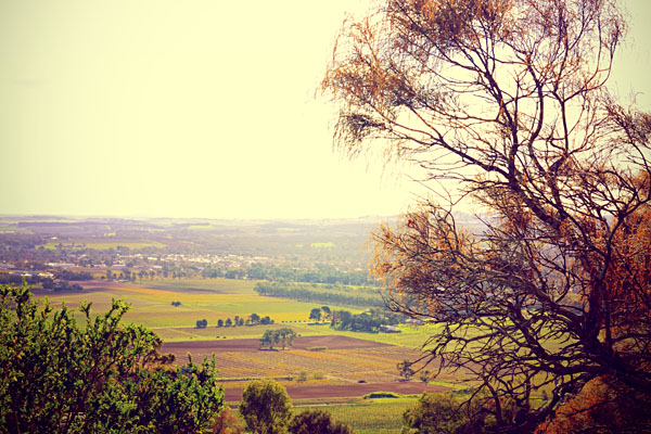 Barossa Valley - La meilleure région viticole d'Australie et bien plus encore ! 1