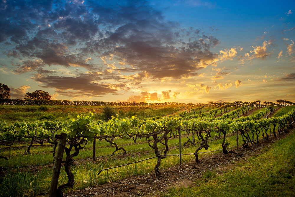 Barossa Valley - La meilleure région viticole d'Australie et bien plus encore ! 3