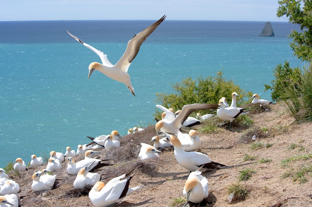Câlin sur le cap Kidnappers à Hawke's Bay, Nouvelle-Zélande 4