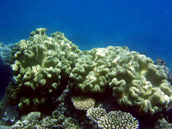 Découvrez la grande barrière de corail d'Australie 2