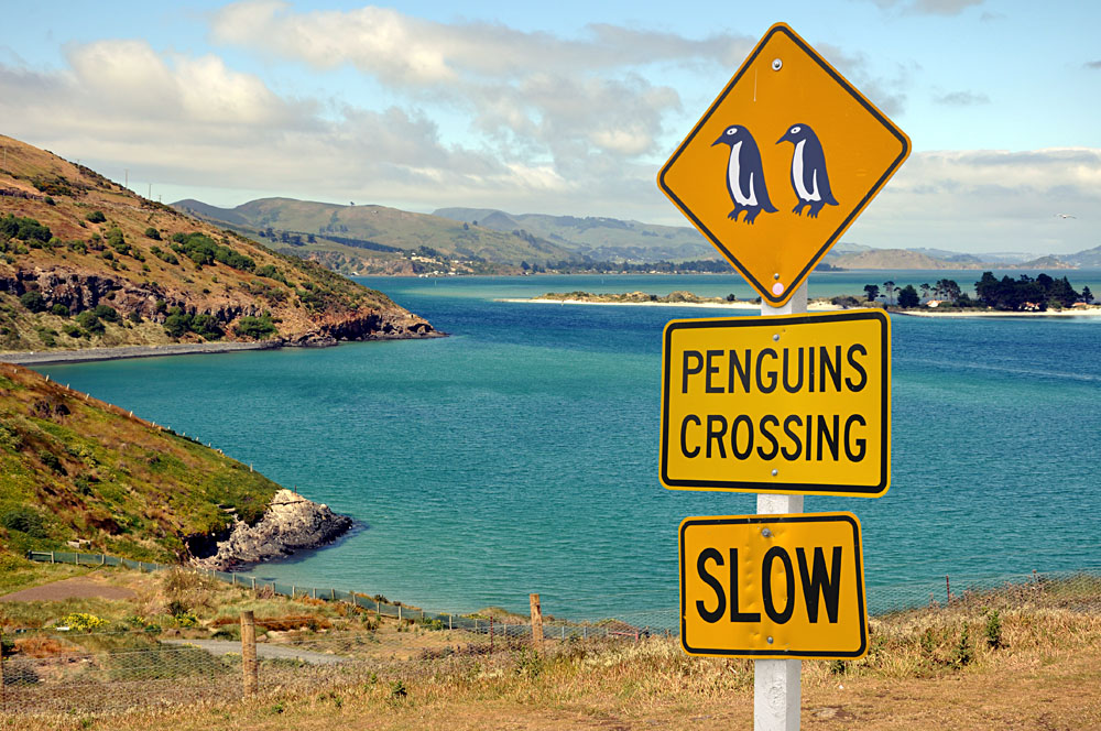 Découvrez un peu de l'Écosse à Dunedin, en Nouvelle-Zélande 4