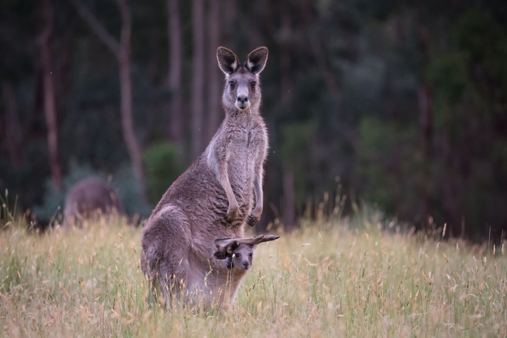 Des voyages respectueux de l'environnement pendant les vacances en Australie 1