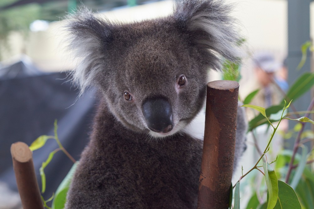 Des voyages respectueux de l'environnement pendant les vacances en Australie 5