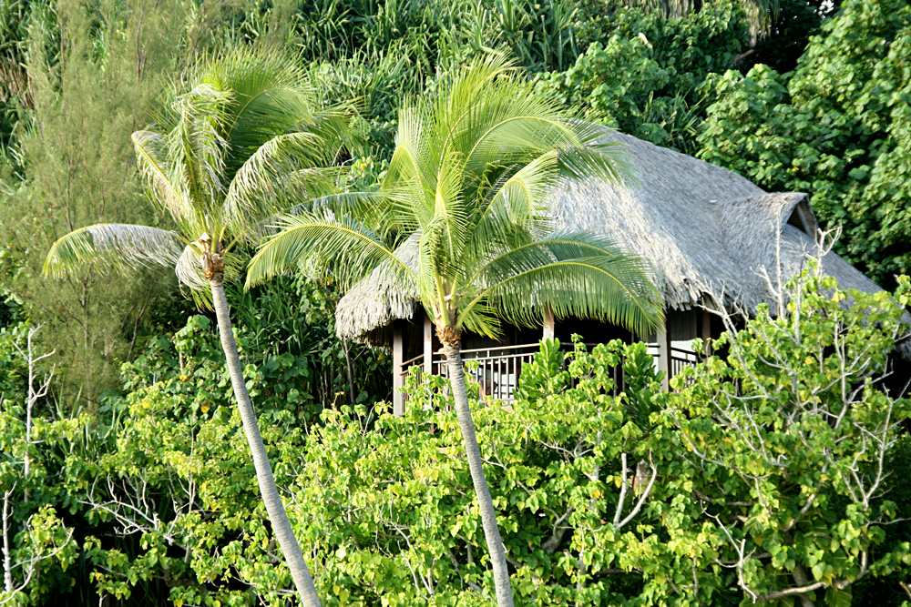 Dormez dans une cabane dans les arbres dans l'un de ces trois complexes de luxe pour des vacances idylliques sur une île. 1