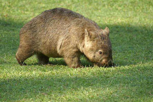 Echidna Walkabout présente aux visiteurs la faune australienne 5