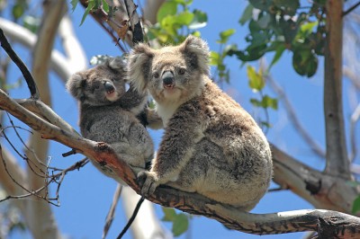 Expériences de la vie sauvage que vous ne pouvez vivre qu'en Australie. 1