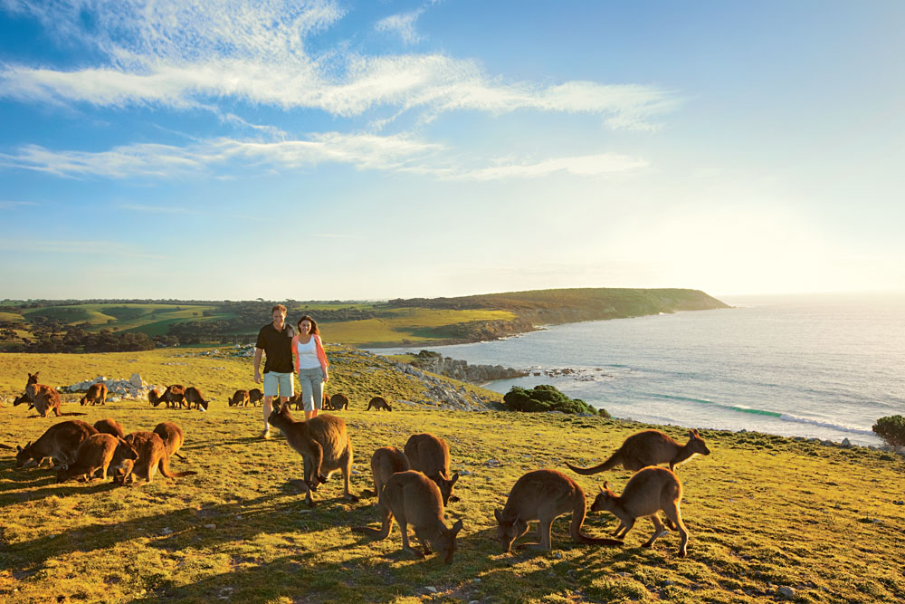 Expériences de la vie sauvage que vous ne pouvez vivre qu'en Australie. 2