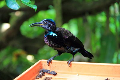 Expériences de la vie sauvage que vous ne pouvez vivre qu'en Australie. 5