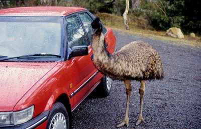 Expériences de la vie sauvage que vous ne pouvez vivre qu'en Australie. 6