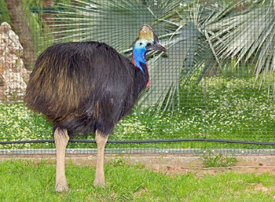 Expériences de la vie sauvage que vous ne pouvez vivre qu'en Australie. 7