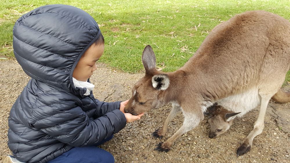 Expérimenter la vie sauvage pendant des vacances en Australie 1