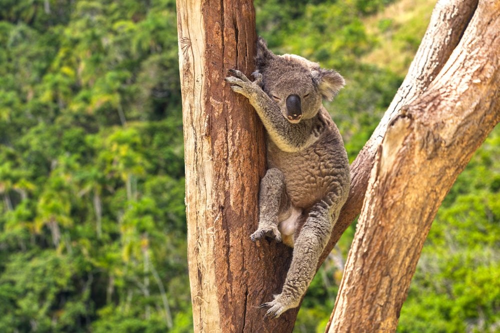 Expérimenter la vie sauvage pendant des vacances en Australie 2