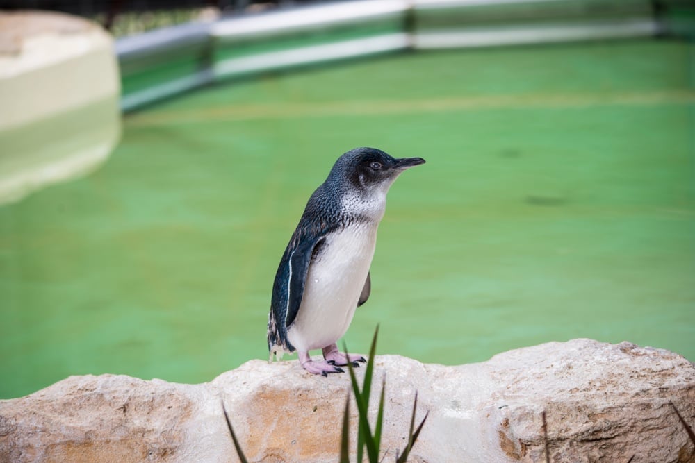 Expérimenter la vie sauvage pendant des vacances en Australie 4