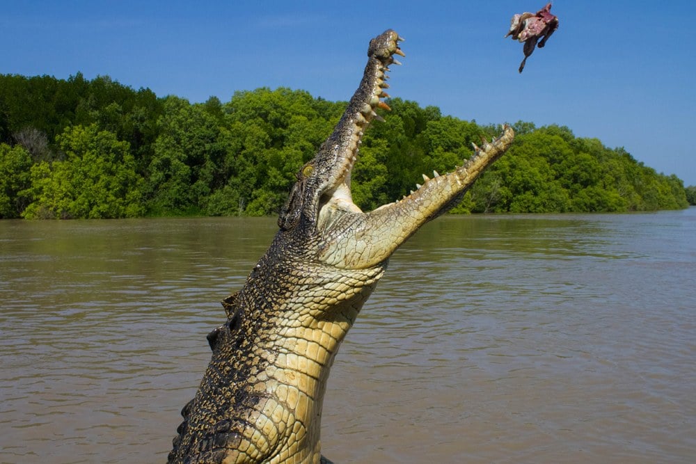 Expérimenter la vie sauvage pendant des vacances en Australie 6