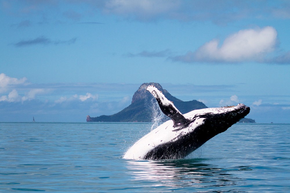 Expérimenter la vie sauvage pendant des vacances en Australie 8