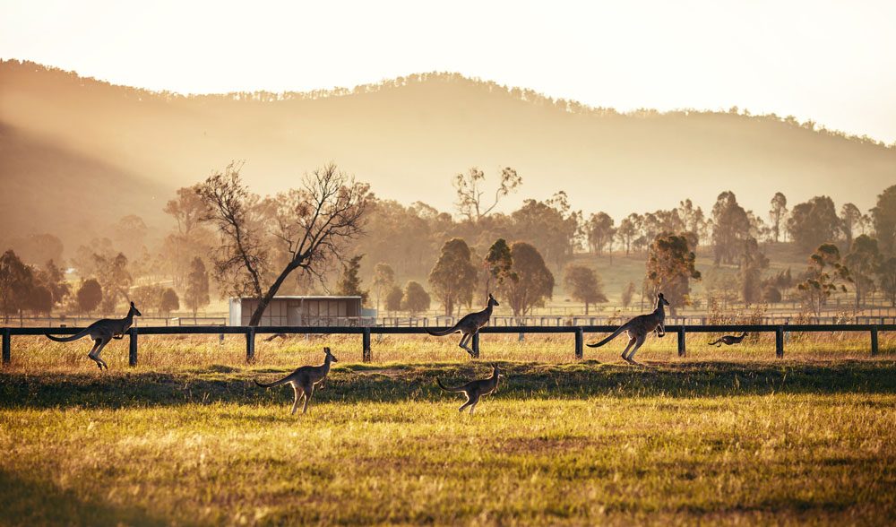 Explorer la Hunter Valley lors d'un voyage en Australie 6