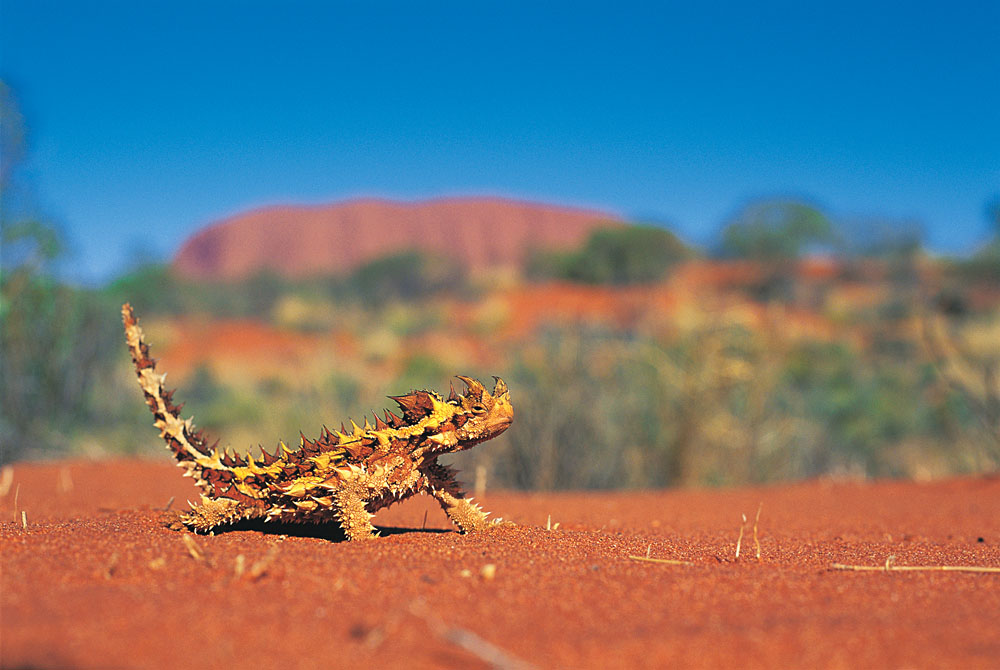 Explorez la faune et la flore du Territoire du Nord pendant vos vacances en Australie. 5