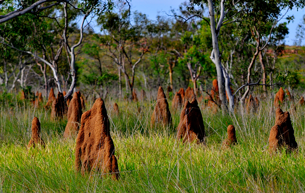 Explorez la faune et la flore du Territoire du Nord pendant vos vacances en Australie. 6
