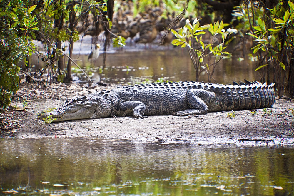 Explorez la nature dans le parc national de Kakadu, en Australie 5