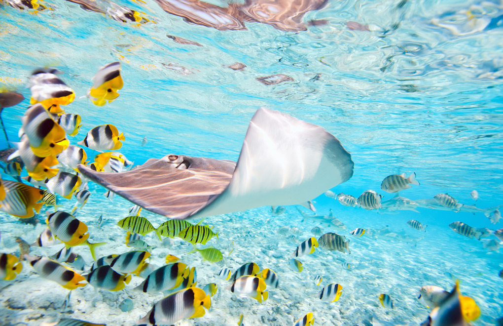 Explorez les îles de Tahiti pendant vos vacances dans le Pacifique Sud. 3