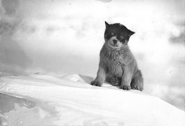 Frank Hurley : L'aventurier d'un aventurier 1