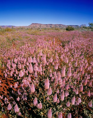 La saison des fleurs sauvages en Australie occidentale est en pleine floraison ! 1