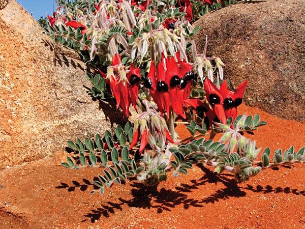 La saison des fleurs sauvages en Australie occidentale est en pleine floraison ! 2