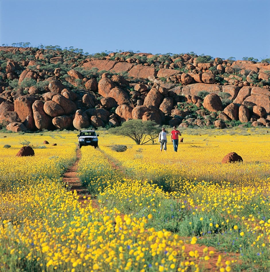 La saison des fleurs sauvages en Australie occidentale est en pleine floraison ! 4