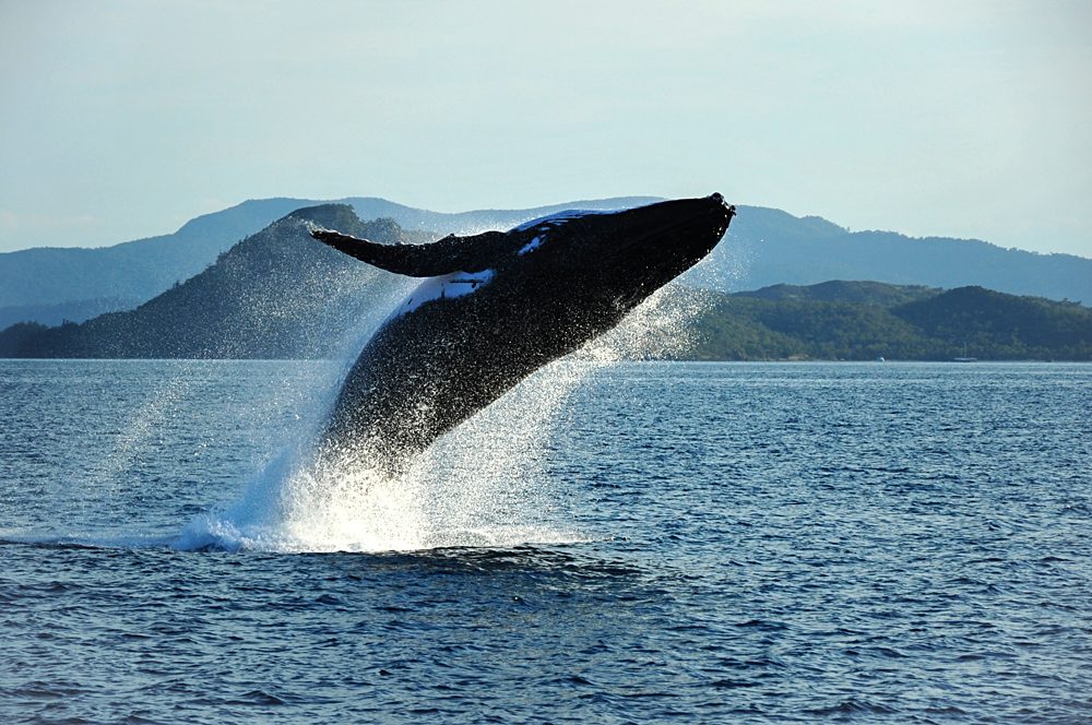 Le facteur "Wow" des Whitsundays sur Travel to Australia 6