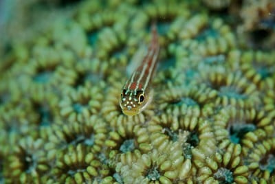 Le récif de Ningaloo : L'autre attrait de l'Australie pour le corail 2