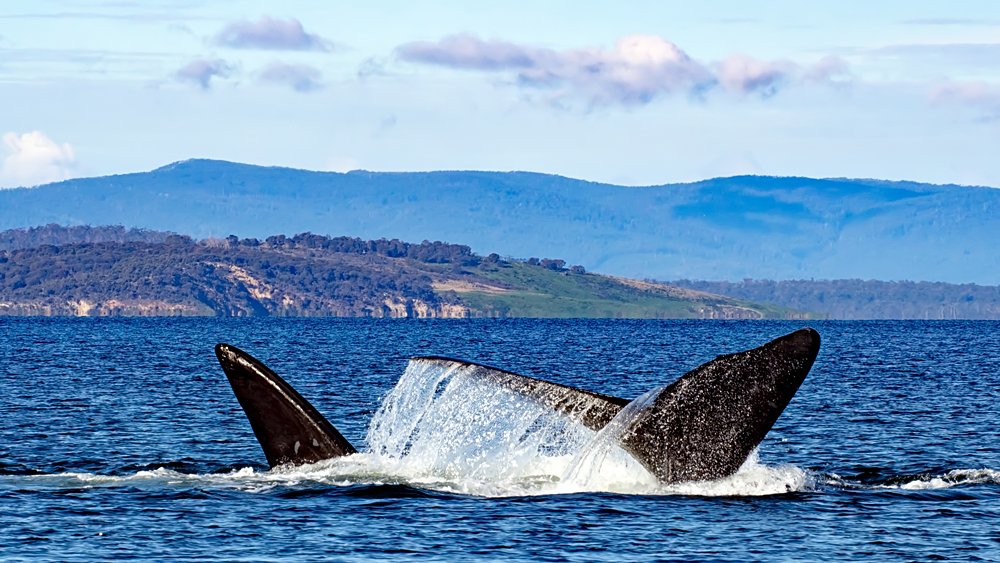 Les 4 Ws de la visite de la Tasmanie sur Travel to Australia 7