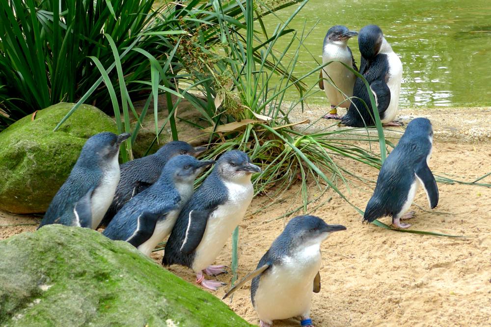 Les choses à faire en voyage en Australie qui fascineront vos amis à votre retour 2
