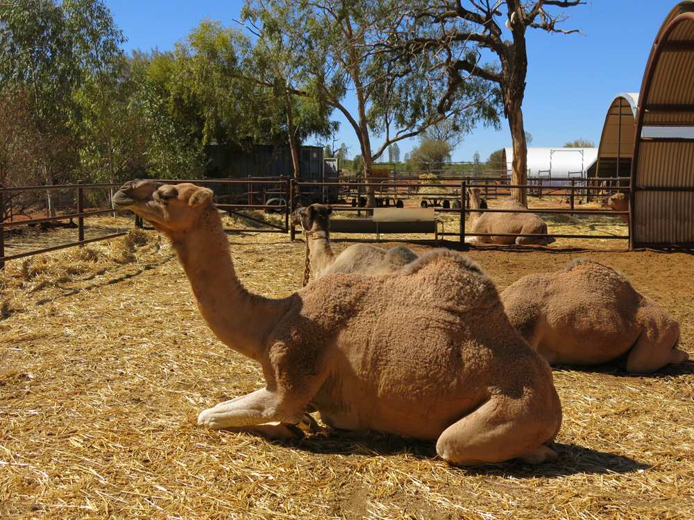 Les choses à faire en voyage en Australie qui fascineront vos amis à votre retour 3