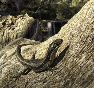 Les extraordinaires Blue Mountains en Australie 7