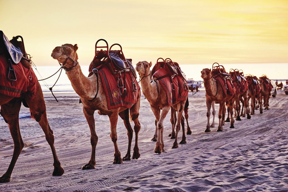 Les meilleures choses à faire en Australie occidentale 8