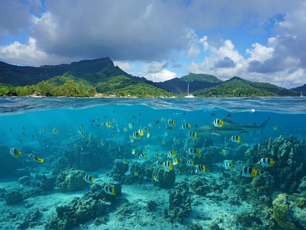 Les meilleurs spots de plongée dans le Pacifique Sud 2