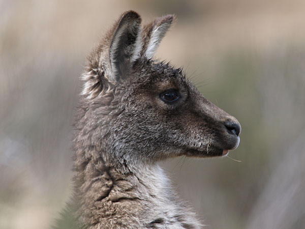Les Snowy Mountains sont une attraction toute l'année en Australie 6