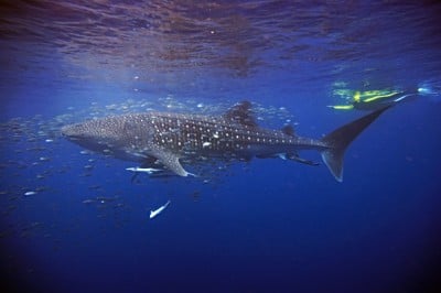 Nager avec les poissons en Australie 1