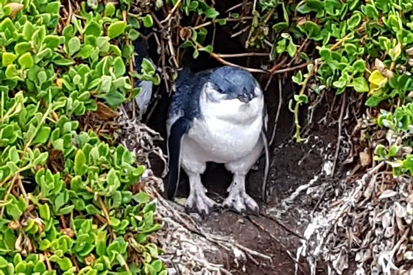 Parade avec les pingouins de Phillip Island sur Australia Travel 4