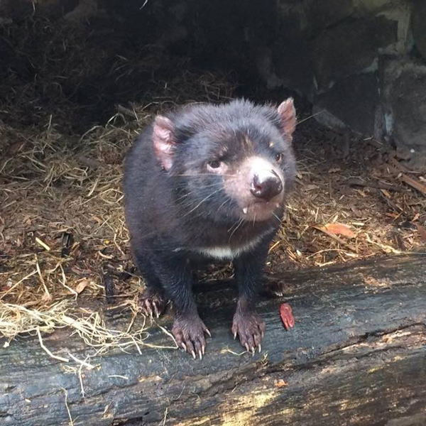 Passez un bon moment "diabolique" avec les étrangers de la péninsule de Tasman, pendant vos vacances en Australie. 1