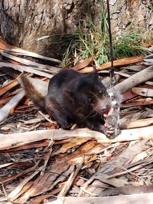 Passez un bon moment "diabolique" avec les étrangers de la péninsule de Tasman, pendant vos vacances en Australie. 2