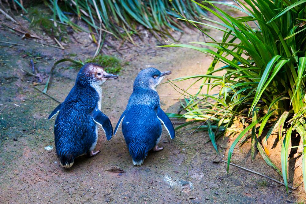 Pourquoi Melbourne reste la ville la plus riche pour les visiteurs en vacances en Australie 1