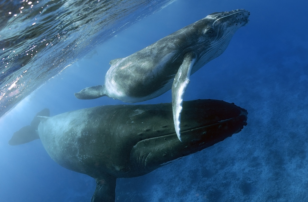 Repérer d'incroyables animaux sous-marins lors d'une escapade sur une île 1
