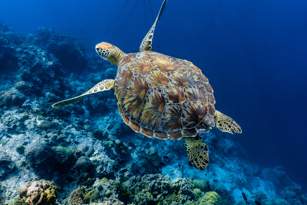 Repérer d'incroyables animaux sous-marins lors d'une escapade sur une île 2